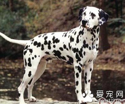 大麦町犬哪里卖 正规的宠物市场有销售