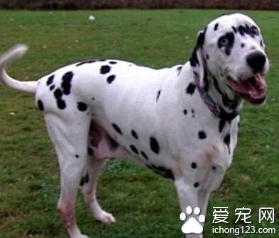 大麦町犬可训练性 需要注重方法和技巧