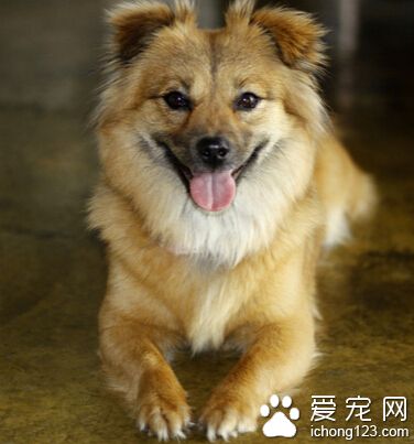 狗狗吃什么补充微量元素 根据体质来选择