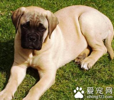 斗牛马士提夫犬哪里卖 脾气暴躁的狗狗