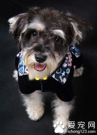  巨型雪纳瑞价格 本性好性情平静