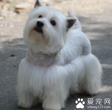 西高地白梗好养吗 适量添加高蛋白质食物