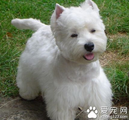 西高地白梗的优点 是非常漂亮的展示犬