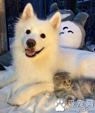 怀孕可以养狗吗 最好是咨询一下医生