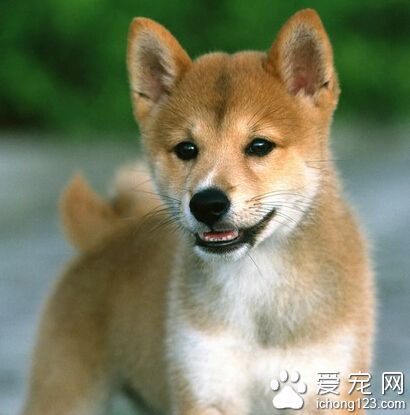 柴犬哪里卖 是优秀的看门犬和伴侣犬