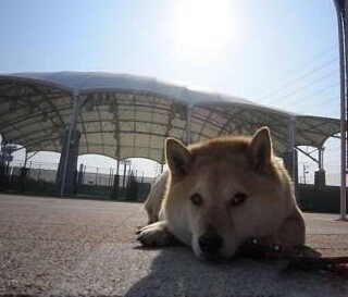 柴犬是非常固执的生物 不喜欢主人强迫它们