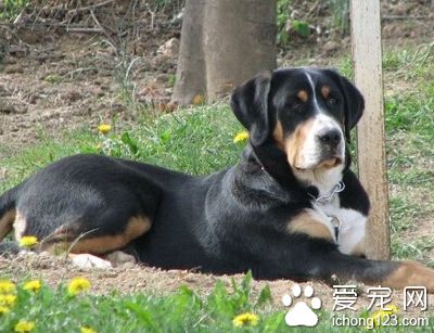 大瑞士山地犬哪里卖 体形最古老品种之一