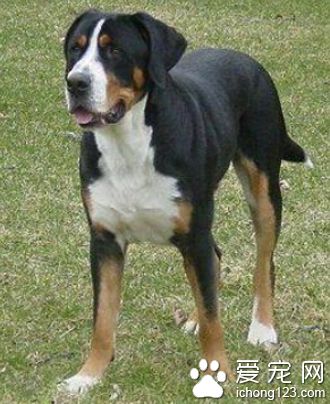 大瑞士山地犬看家能力 具有辨识能力