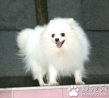 狗狗什么时候开始训练 从简单的开始