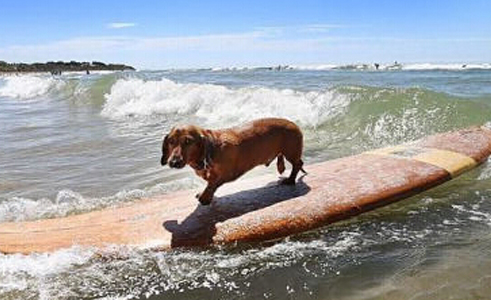 腊肠犬展现冲浪绝技 在社交网络上倍受关注