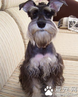 迷你雪纳瑞多少钱一只 能完全服从主人