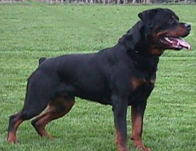 纯种罗威纳犬价格 它对主人绝对忠诚