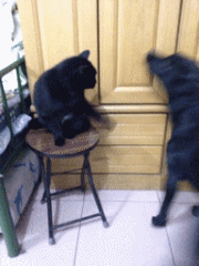 过来！给我坐下！