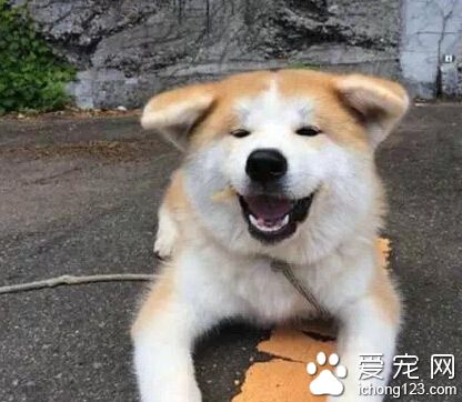 一岁还垂着耳朵的秋田 感觉萌萌哒