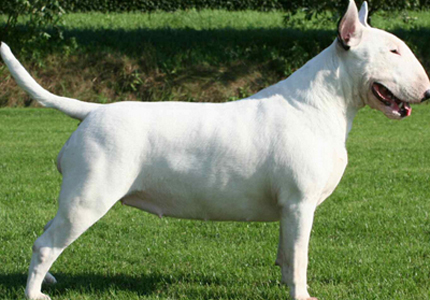 牛头梗和比特谁厉害 争斗心都比较强