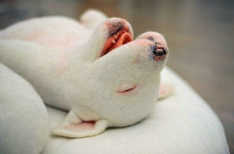 牛头梗的婴儿时期更加可爱