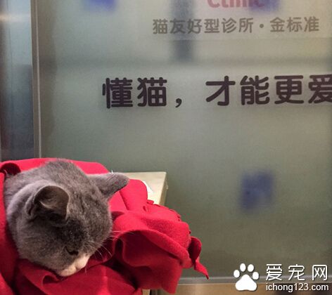 英国短毛猫突患腹膜炎 主人最终将其安乐死