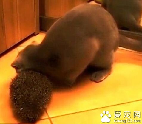 英国短毛猫用刺猬抓痒享受 萌态毕现网络爆红 