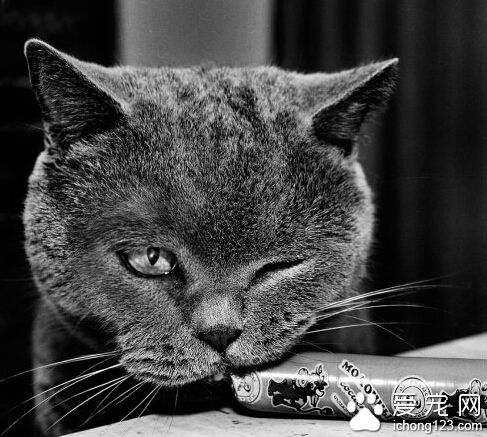 这只叫做TOM的英国短毛猫已经红遍全球了你还不认识它吗