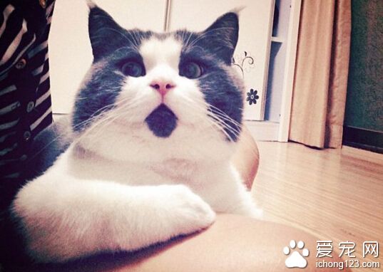 “惊讶猫”走红网络 今天你被惊讶到了吗