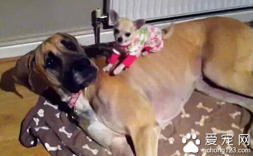 吉娃娃和它的丹麦猎犬软床 两只有爱相拥而眠