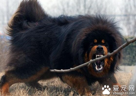 地下室养藏獒充满臭味 居民不满 