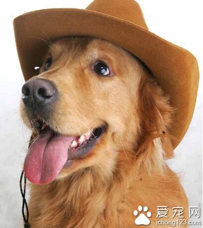 狗狗训练动作 从基本的动作开始训练