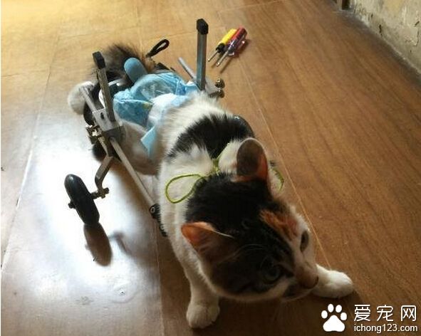 “猫坚强”摘除内脏 装假肢学走路
