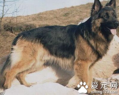 纯种德国牧羊犬价格 纯种的价格比较高