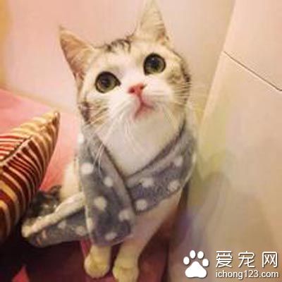 猫发情会吐吗 一般情况下是不会呕吐的