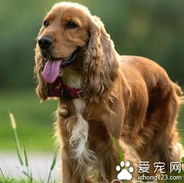 可卡犬多少钱 根据自己的需求去选择