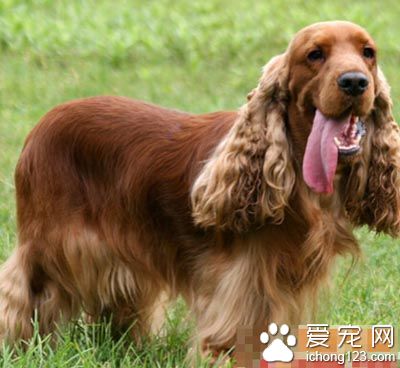 可卡犬的喂养 肉类的供应要比其他犬种多