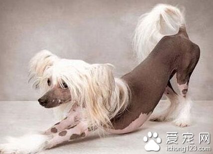 冠毛犬的性格 活泼开朗适合城市饲养