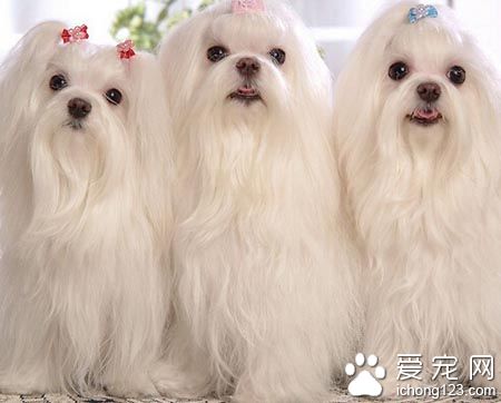  狗身上有细菌怎么办 注意清洁护理