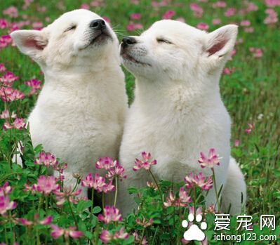 家里养什么狗好 应该根据实际情况来选择