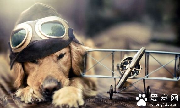 最适合家养的中型犬 适合一般家庭的还是有限