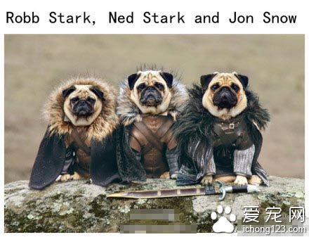 三只巴哥犬出演了热门美剧《权力的游戏》最后的动图简直把人看醉