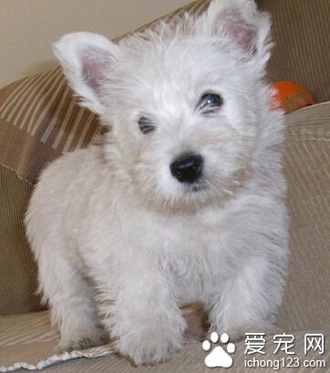 西高地白梗犬价格 该犬的品质影响价格