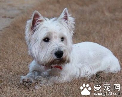 西高地白梗掉毛吗 掉毛相对比较少