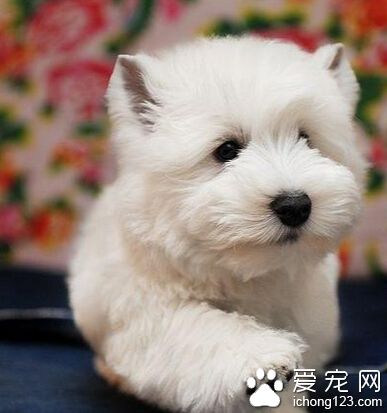 西高地白梗吃什么 选择天然无污染狗粮