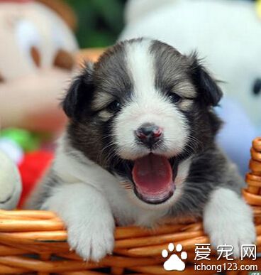 狗狗吃什么毛色好 营养均衡很重要