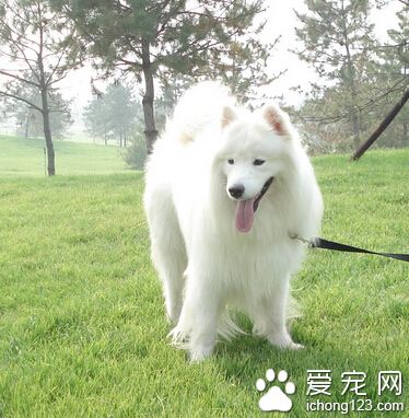 宠物狗狗训练 狗狗保持随行训练