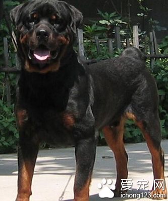 罗威纳犬怎么样 有着很强的适应能力