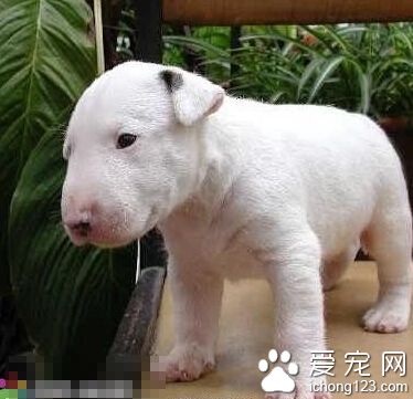 牛头梗咬人吗 不要触碰到牛头梗的底线