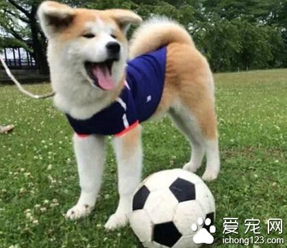 一岁还垂着耳朵的秋田 感觉萌萌哒