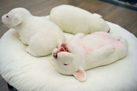 牛头梗的婴儿时期更加可爱