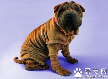 好心酸 主人搬家被弃沙皮狗原地痴等