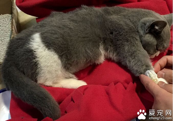 英国短毛猫突患腹膜炎 主人最终将其安乐死