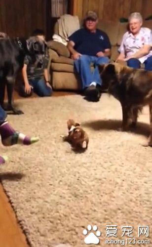 100磅重大丹犬被吉娃娃吓倒躲在主人怀里(图)