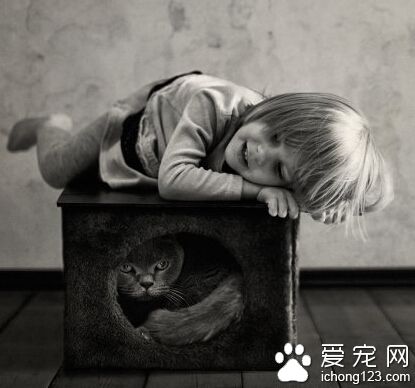 这只叫做TOM的英国短毛猫已经红遍全球了你还不认识它吗